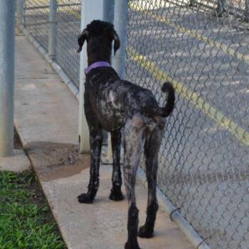 "Archie" Archibald -  Standard Poodle and Black Labrador Retriever Dog for Adoption in Jackson, Louisiana - "Archie" Archibald | PetCurious
