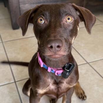 Moana -  Doberman Pinscher Dog for Adoption in Sunrise, Florida - Moana | PetCurious
