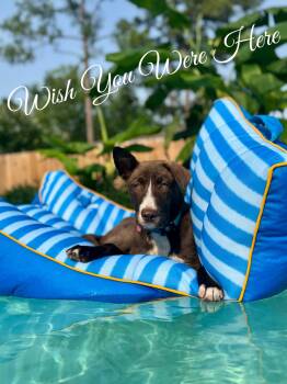 Rescue American Staffordshire Terrier and Husky Dogs for Adoption in Houston, Texas - CadburyEgg | PetCurious