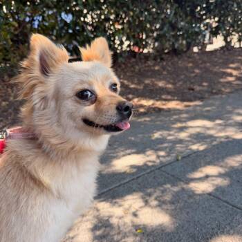 COQUETA -  Pomeranian and Chihuahua Dog for Adoption in Richmond, California - COQUETA | PetCurious