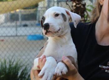 Retriever and Mixed Breed Dogs Available for Adoption in Brunswick, Georgia - Kiddie Dog | PetCurious