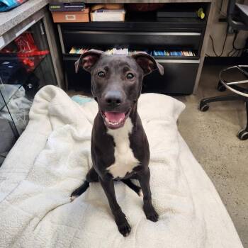 Rescue Terrier Dogs for Adoption in New Rochelle, New York - Nico | PetCurious