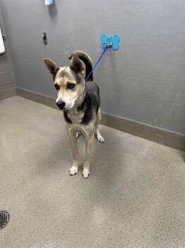KAINE -  German Shepherd Dog and Siberian Husky Dog for Adoption in Las Vegas, Nevada - KAINE | PetCurious