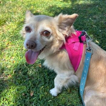 PRALINE -  Chihuahua Dog for Adoption in Alameda, California - PRALINE | PetCurious