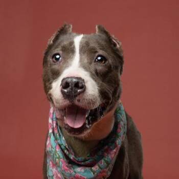 Nanny May -  Pit Bull Terrier and Mixed Breed Dog for Adoption in Atlanta, Georgia - Nanny May | PetCurious