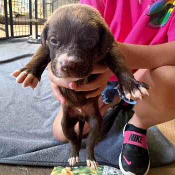 Basil -  Labrador Retriever and Mixed Breed Dog for Adoption in Hohenwald, Tennessee - Basil | PetCurious
