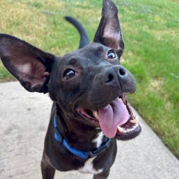 Hayley -  Rat Terrier Dog for Adoption in Krum, Texas - Hayley | PetCurious