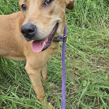 Birch -  Yellow Labrador Retriever Dog for Adoption in Magnolia, Texas - Birch | PetCurious