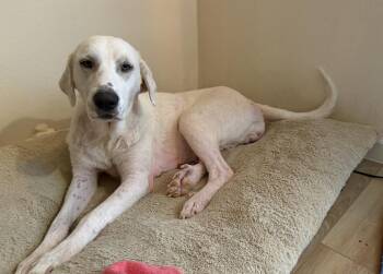 Rescue Great Pyrenees and Labrador Retriever Dogs for Adoption in Pflugerville, Texas - Cherry | PetCurious