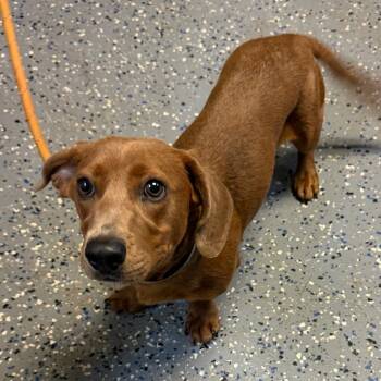 Ash -  Dachshund and Mixed Breed Dog for Adoption in Tuscaloosa, Alabama - Ash | PetCurious