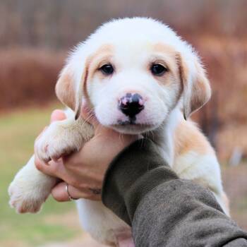 Rescue Labrador Retriever Dogs for Adoption in Eastford, Connecticut - CT Frost Avail Nov 29 | PetCurious
