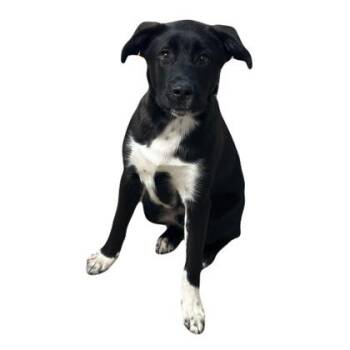 Nathan -  Labrador Retriever Dog Available for Adoption in Red Bluff, California - Nathan | PetCurious