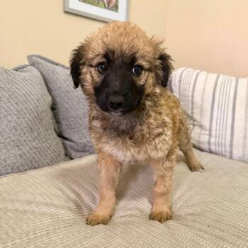 Shepherd and Poodle Dogs Available for Adoption in Agoura Hills, California - Donatella | PetCurious