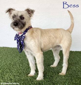Bess -  Wheaten Terrier Dog for Adoption in San Diego, California - Bess | PetCurious