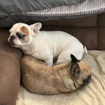 Rescue French Bulldog Dogs for Adoption in Otisfield, Maine - *BONDED* Cash & Nova | PetCurious