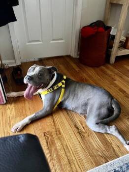 Beauty -  Mixed Breed Dog for Adoption in Atlanta, Georgia - Beauty | PetCurious