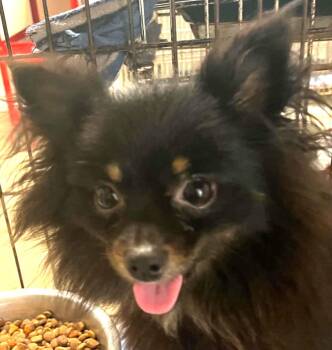 Berry -  Pomeranian Dog for Adoption in Robinson, Illinois - Berry | PetCurious