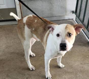 LEFTY -  Shepherd and Mixed Breed Dog for Adoption in San Antonio, Texas - LEFTY | PetCurious