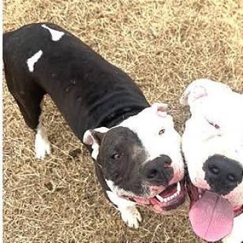 Archie -  Pit Bull Terrier and Mixed Breed Dog for Adoption in Brock, Texas - Archie | PetCurious