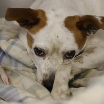 BILLY REED -  Australian Cattle Dog Blue Heeler Dog for Adoption in San Antonio, Texas - BILLY REED | PetCurious