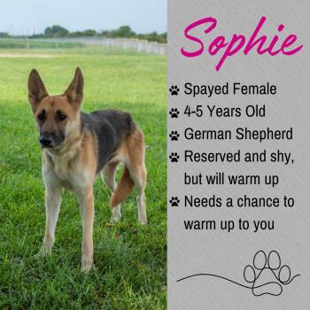 Sophie -  German Shepherd Dog Dog for Adoption in Junction City, Kansas - Sophie | PetCurious