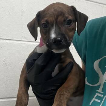 Sizzle -  Mixed Breed Dog for Adoption in Lakeland, Florida - Sizzle | PetCurious