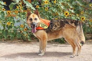 MIDAS -  German Shepherd Dog and Mixed Breed Dog for Adoption in Albuquerque, New Mexico - MIDAS | PetCurious