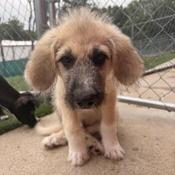 Butter -  Great Pyrenees and Anatolian Shepherd Dog for Adoption in Gallatin, Tennessee - Butter | PetCurious