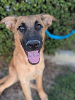 Rescue Shepherd Dogs for Adoption in Bellflower, California - Ness (now Vanessa) | PetCurious