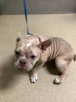 Rescue French Bulldog and Mixed Breed Dogs for Adoption in Fort Worth, Texas - 59821951 | PetCurious
