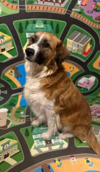 Collie and Spaniel Dogs Available for Adoption in Shawnee, Oklahoma - Maggie | PetCurious