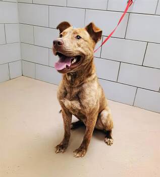 Rescue Mixed Breed Dogs for Adoption in Nashville, Tennessee - Buckingham | PetCurious