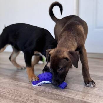 Nola -  Mixed Breed Dog for Adoption in Green Bay, Wisconsin - Nola | PetCurious