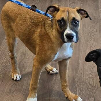 German Shepherd Dog and Mixed Breed Dogs Available for Adoption in Nashville, Indiana - Skipper | PetCurious