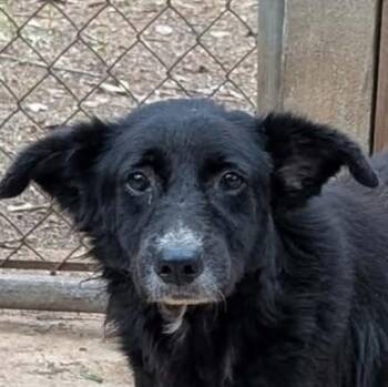 Botas (20260924-01) -  Border Collie Dog for Adoption in Niagara Falls, Ontario - Botas (20260924-01) | PetCurious