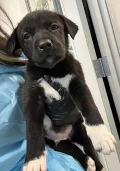 Labrador Retriever Dogs Available for Adoption in Vancouver, Washington - Goliath | PetCurious