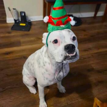 Luna XIII -  Boxer Dog for Adoption in Hewitt, Texas - Luna XIII | PetCurious