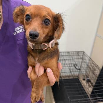 Chickadee -  Chiweenie Dog for Adoption in Sebring, Florida - Chickadee | PetCurious