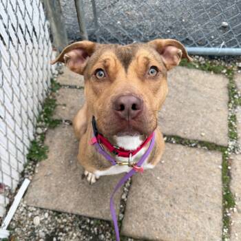 Rescue Pit Bull Terrier Dogs for Adoption in Riverwoods, Illinois - Ditka | PetCurious