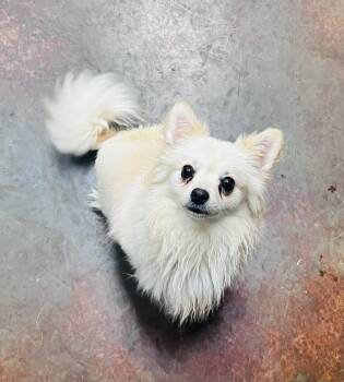Pomeranian Dogs Available for Adoption in Council Bluffs, Iowa - Mustafar | PetCurious