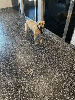 Shepherd and Mixed Breed Dogs Available for Adoption in Jackson, Tennessee - Hena | PetCurious