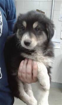 German Shepherd Dog and Mixed Breed Dogs Available for Adoption in Salinas, California - GOOSE | PetCurious