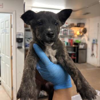 Shepherd Dogs Available for Adoption - Yeti | PetCurious