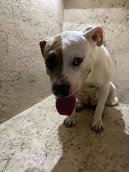Mixed Breed Dogs Available for Adoption in West Palm Beach, Florida - ASIA | PetCurious