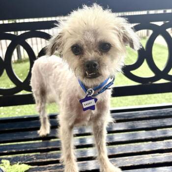 Sassy -  Terrier and Mixed Breed Dog for Adoption in San Francisco, California - Sassy | PetCurious