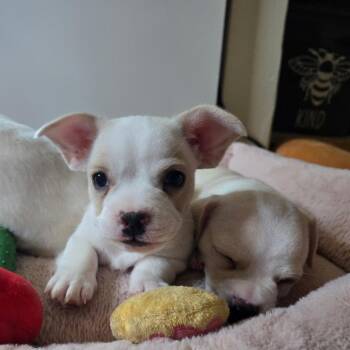 Toot -  Mixed Breed Dog for Adoption in Naperville, Illinois - Toot | PetCurious