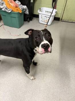 Pit Bull Terrier Dogs Available for Adoption in Indianapolis, Indiana - BUTTERBEAN | PetCurious