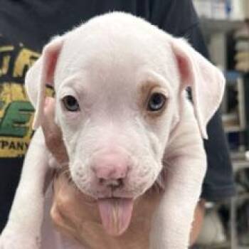 Naomi -  American Staffordshire Terrier Dog for Adoption in Green Valley, Arizona - Naomi | PetCurious