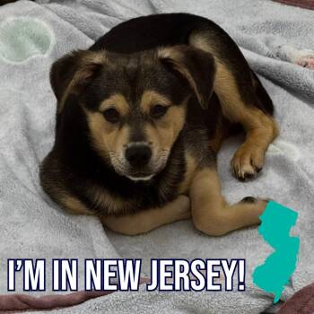 Five/Ziggy -  Mixed Breed Dog for Adoption in Charleston, West Virginia - Five/Ziggy | PetCurious