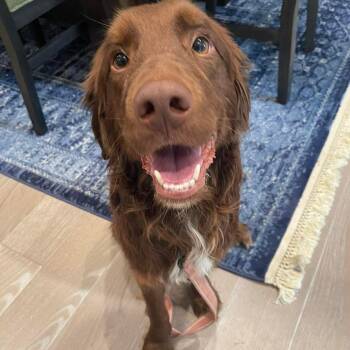 Mixed Breed Dogs Available for Adoption in Fredericksburg, Virginia - Hershey | PetCurious